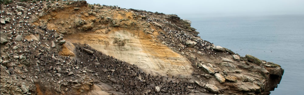 NEW ISLAND Falkland Islands, penguin rookery